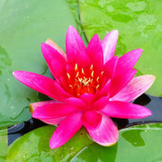 Nymphaea ‘James Brydon’ | ‘James Brydon’ water lily